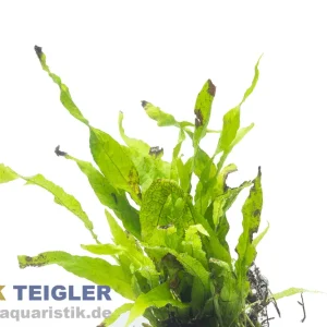 Kleiner Javafarn, Microsorum pteropus sp. Petite, im Topf Saisonangebot